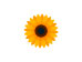 girasol